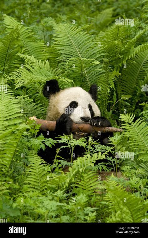 Giant Panda Eating Paw Hi Res Stock Photography And Images Alamy
