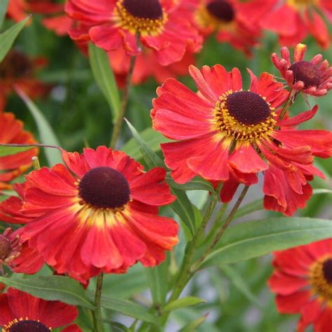 10 Colorful Perennials That Bloom In The Fall Natalie Linda Fall