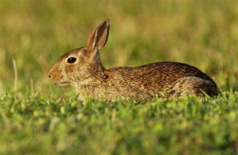 Eastern Cottontail Rabbit Facts Anatomy Diet Habitat Behavior