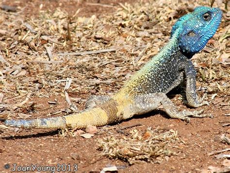 Blue Agama Lizard African Portfolio