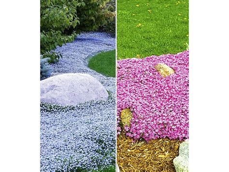 Blau und pink mischen : Bodendecker-Kollektion pink und blau,6 Pflanzen - Lidl ...