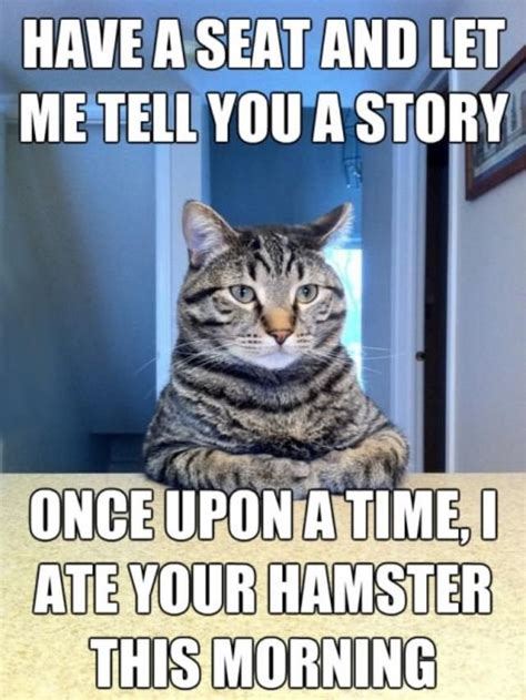 You Ate My Hamster I Am Not Mad Because I Have A Back Up Hamster So It Is All Good Funny Cat