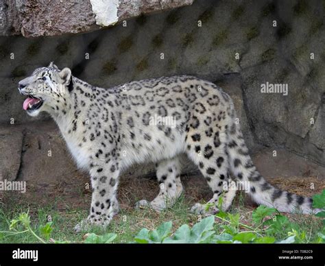 Side View Full Body Of A Snow Leopard With Its Mouth Open Stock Photo