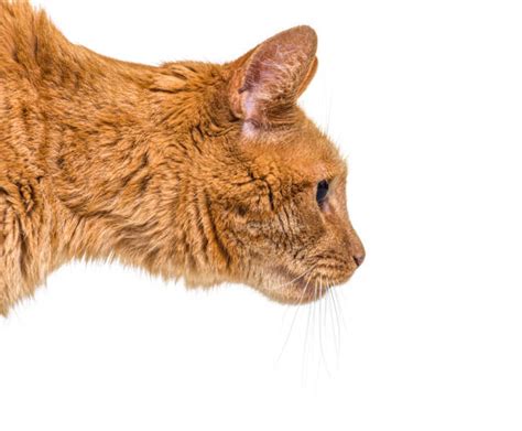 Cat Face Side Stock Photos Pictures And Royalty Free Images Istock