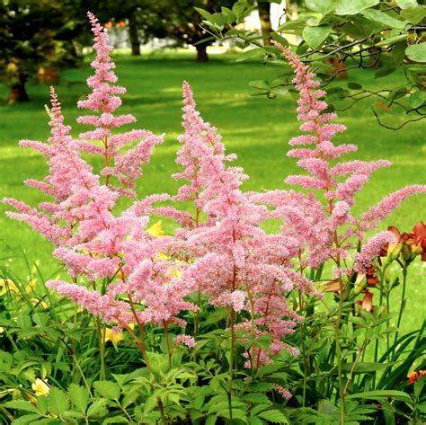 Baby Pink Astilbe Bare Root Plants For Sale Online Europa Easy To