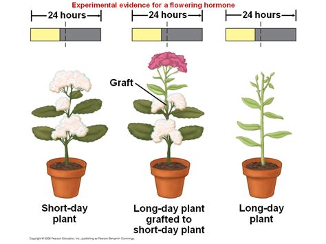 Sep 04, 2019 · as with responses to external stimuli, plants rely on hormones to send signals within the plant in order to respond to internal stimuli. Plants respond to a wide variety of stimuli other than light