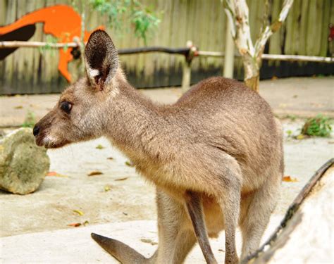 Animals I Love @ Singapore Zoo | Welcome to bestphotosofsingapore ...