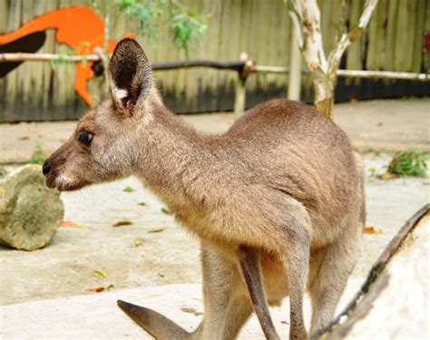 When you become a member, you also receive exclusive benefits, like special opportunities to meet animals, discounts at zoo stores and more. Animals I Love @ Singapore Zoo | Welcome to ...