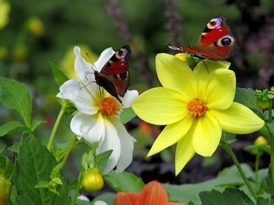 Butterfly Garden Ideas | HowStuffWorks