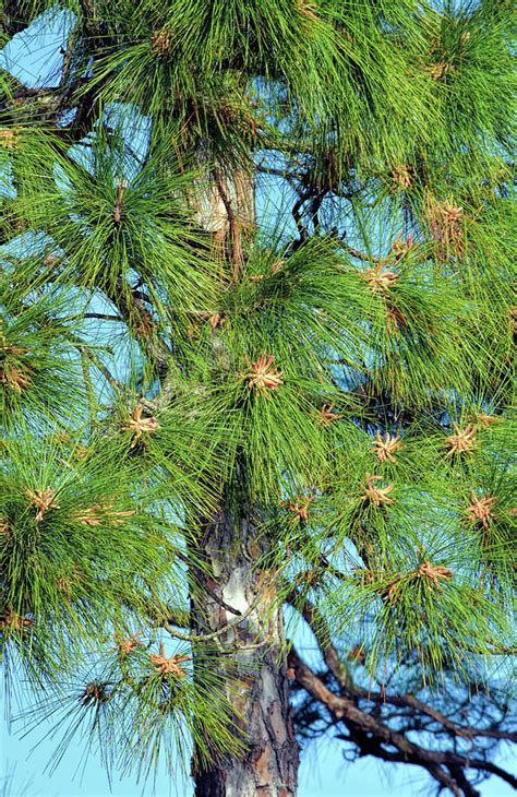 Longleaf Pine Pollen Pods Photograph By William Tasker Fine Art America