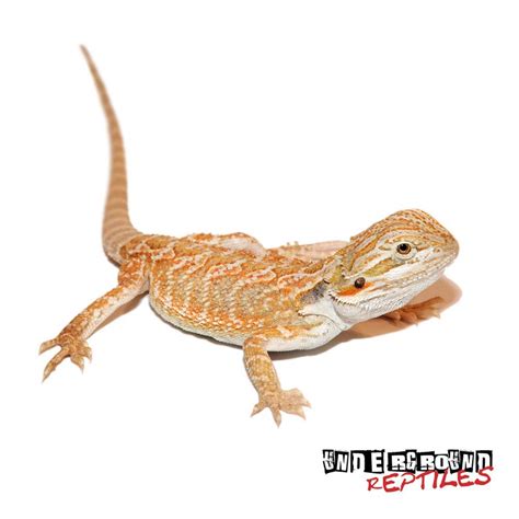 Baby Hypo Bearded Dragons For Sale Underground Reptiles