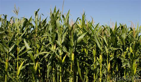 Corn stalk dracaena silk plant real touch artificial nearly natural home decor. What is Corn? (with pictures)