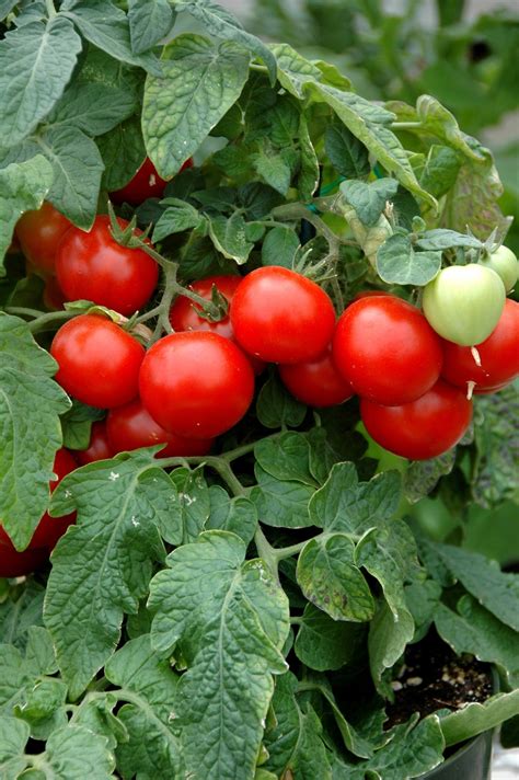 Qanda Whats The Best Potted Tomato Plant The Seattle Times