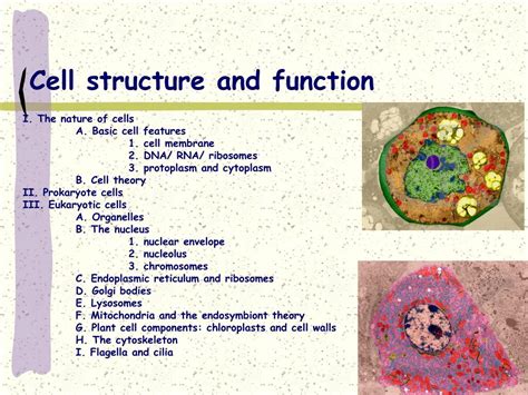 Ppt Cell Structure And Function Protein Synthesis Pow