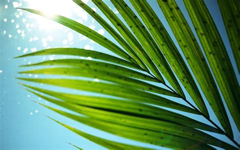 Tropical Palm Leaf Wallpaper 24 Images