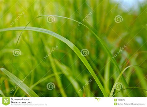 Grass On A Ground Level Royalty Free Stock Photo Image 15060175