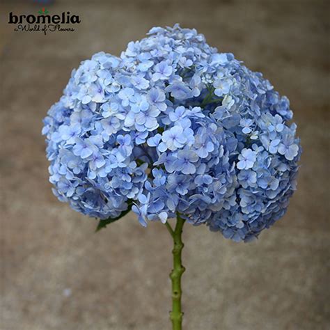 Hydrangea Biru Bromelia