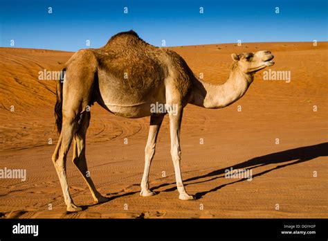 Dromedary camel (Camelus dromedarius), desert, Wahiba Sands, Ramlat al