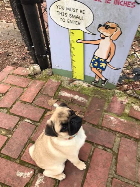These immersive programs provide a direct and efficient path to whatever your training. Training - Pickwick Pugs