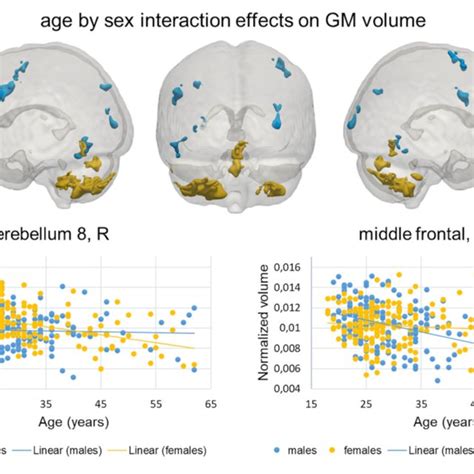 vbm results age by sex interactions top brain clusters showing download scientific diagram
