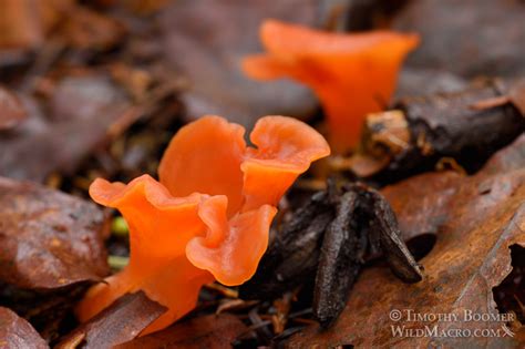 We did not find results for: Apricot Jelly Fungus (Guepinia helvelloides) Mushroom ...