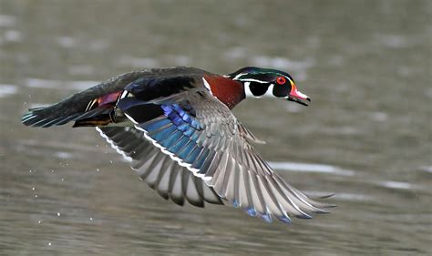 Wood Duck In Action Photograph By Mircea Costina Photography
