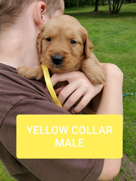 They make an ideal family dog and pet, play well with children, are easy retrieving characteristics: Golden Retriever Puppies For Sale | Pine River, MN #300350