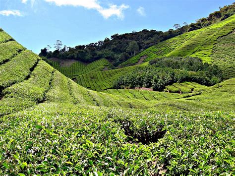 Tea Plantation Wallpapers High Quality Download Free