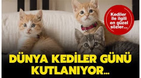 17 şubat kediler günü tarihçesi… dünya kediler günü çeşitli ülkelerde farklı tarihlerde kutlanıyor. Dünya Kediler Günü'nde, kediler hakkında bilmeniz gereken ...