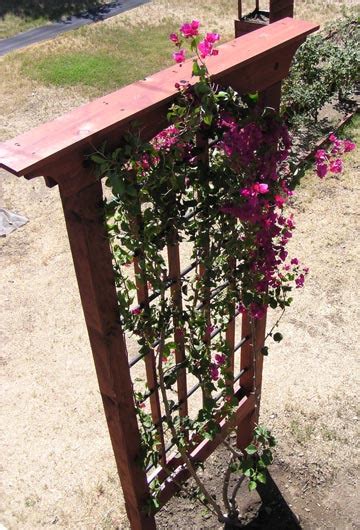 See more ideas about bougainvillea trellis, bougainvillea, garden design. Bougainvillea Trellis | PaulDearing.com