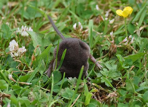 Voles And Shrews In The Garden Wildlife Diary