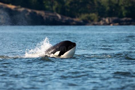 132 Orca Jumping Wild Stock Photos Free And Royalty Free Stock Photos