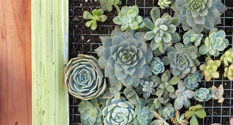 How To Make A Succulent Art Frame Better Homes And Gardens
