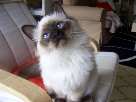 Birman Kitten Seal Point Cat Breeds What All Things Cat Cats