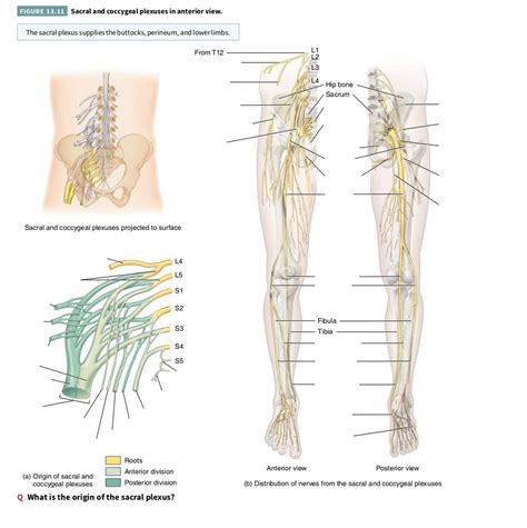 Distribution Of Nerve From The Sacral And Coccygeal Plexus Diagram Quizlet