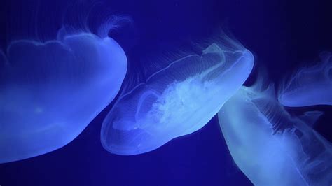 Moon Jellyfish Swimming 4k Stock Video Footage 0016 Sbv 317302787