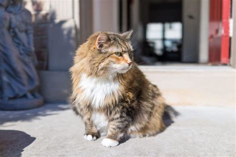 Maine Coon And Calico Cat Mix Everything You Need To Know