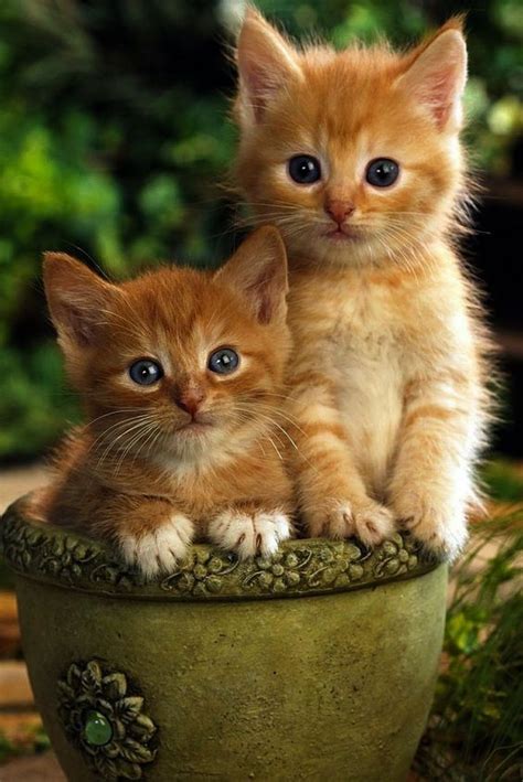 Couple Kittens Kittens Cutest Cute Cats Cute Baby Animals