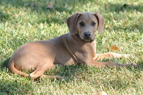 Blue Lacy My Dog Breeders Part 104