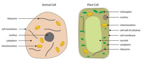 Two tympani, or … continue reading frog dissection Labelled Diagram Of A Palisade Cell - Top Label Maker