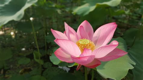 Seed Pack 5 Seeds Wild Indian Lotus Stunning Pink Flowers Water