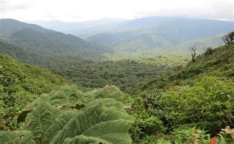 Ecosistemas De Costa Rica Nuestra Galeria Fotografica Otosection