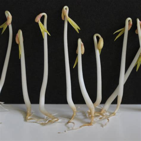 Mung Bean Sprouts 101 How To Grow Mung Bean Sprouts Plateful Of Veggies