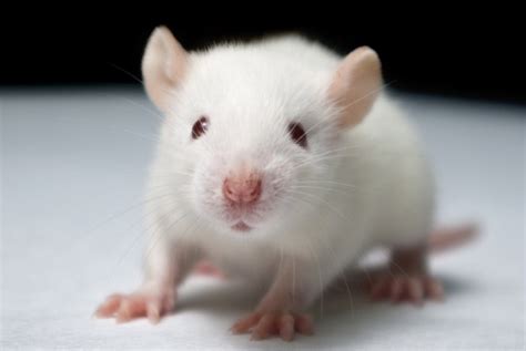 Mengapa Tikus Sering Dijadikan Hewan Percobaan Ini Jawaban Pakar Itb