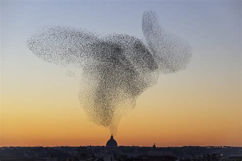 Søren Solkær's Enigmatic Photographs Capture Flocks of Starlings in