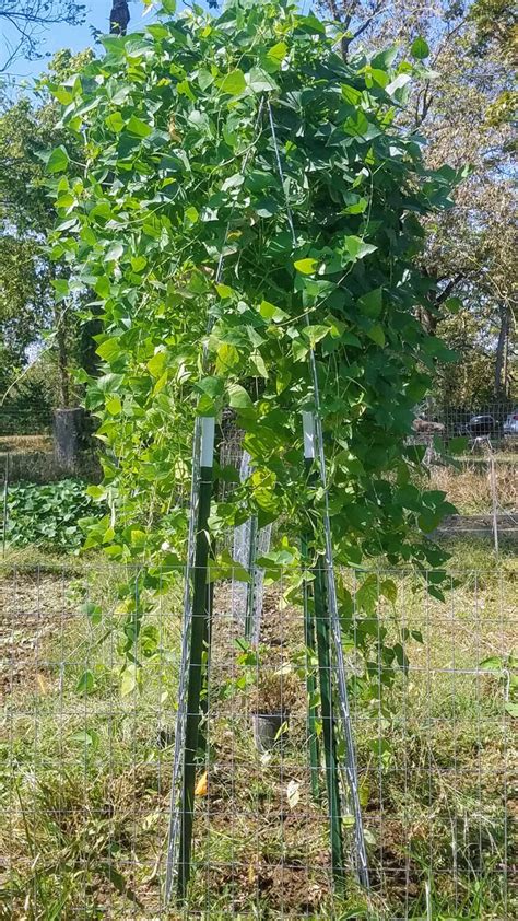 Check spelling or type a new query. Pole Bean Trellis -It did the trick - Spirit's Freedom Farm