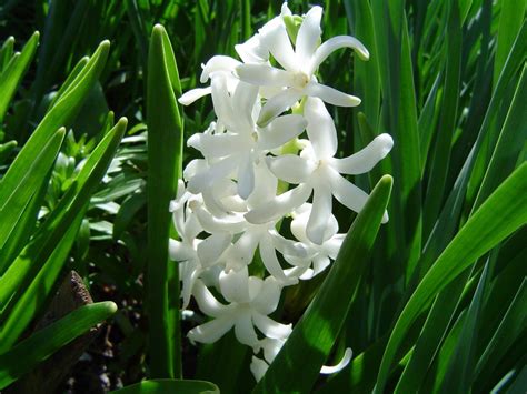 Regalare fiori bianchi come rose, margherite e orchidee è l'opzione ideale per un dettaglio di gusto. Fiori bianchi