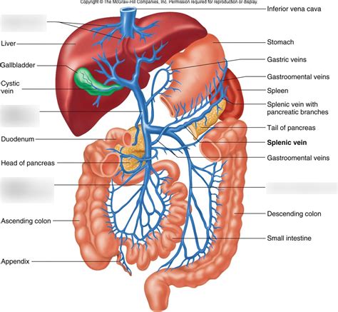 Hepatic Portal System Flow Chart Hot Sex Picture