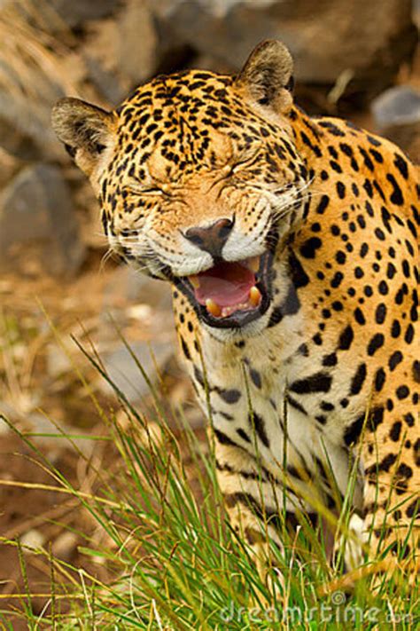Jaguar roar stock photo. Image of yellow, danger, central - 19179042