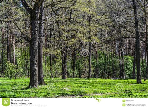 Forest Thickets With Inclined Tree Trunks Overgrown With Green Moss